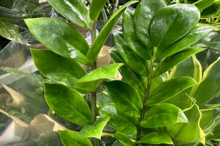 An einem Ort eingefroren: So züchten Sie aus Zamioculcas einen Riesen – selbst die verkümmerteste Blume wird zum Leben erweckt Zamioculcas