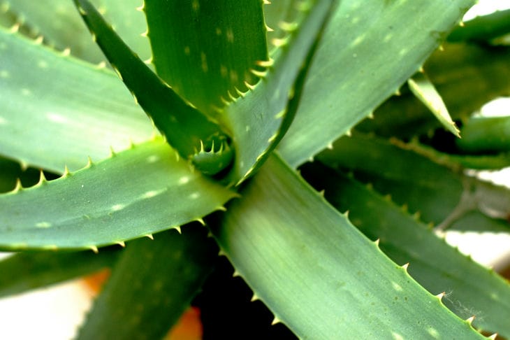 Wie und wann Aloe neu gepflanzt werden sollte: nützliche Tipps Aloe