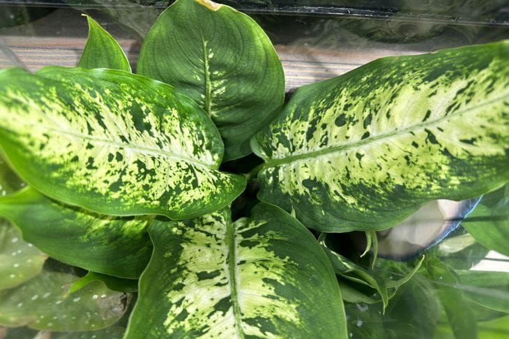 Was Dieffenbachia nicht mag: 3 Hauptkontraindikationen bei der Pflege – sie wird nicht mehr mit ihrer Schönheit gefallen und verdorren Dieffenbachia