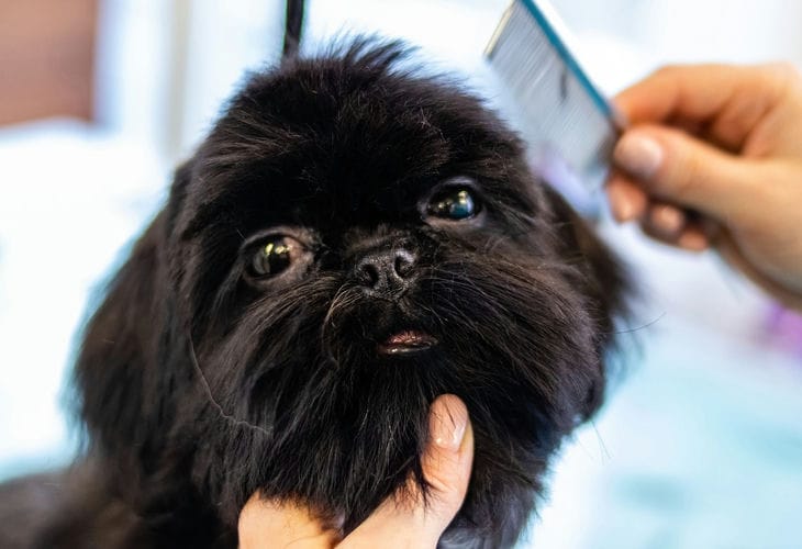 So kämmen Sie einen Hund: Die richtige Fellpflege – und Ihr Haustier wird glücklich sein Körperpflege