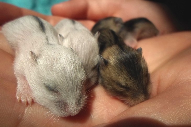 Wie man sich mit einem Hamster anfreundet: Tierärzte haben einen unerwarteten Weg entdeckt ein Hamster
