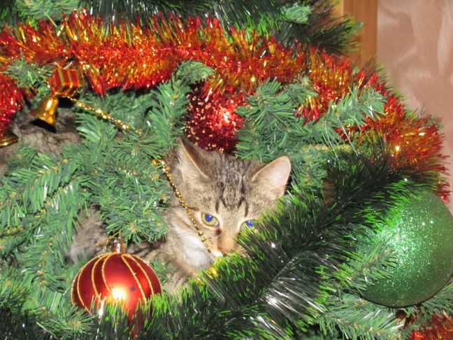 Was tun, wenn eine Katze einen Weihnachtsbaum angreift: Tipps für alle, denen die Rettung des Baumes am Herzen liegt Katze, Weihnachtsbaum