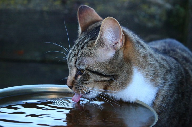 Was tun, wenn Ihre Katze kein Wasser mehr trinkt: Der Hauptgrund für das seltsame Verhalten des Haustiers Katze