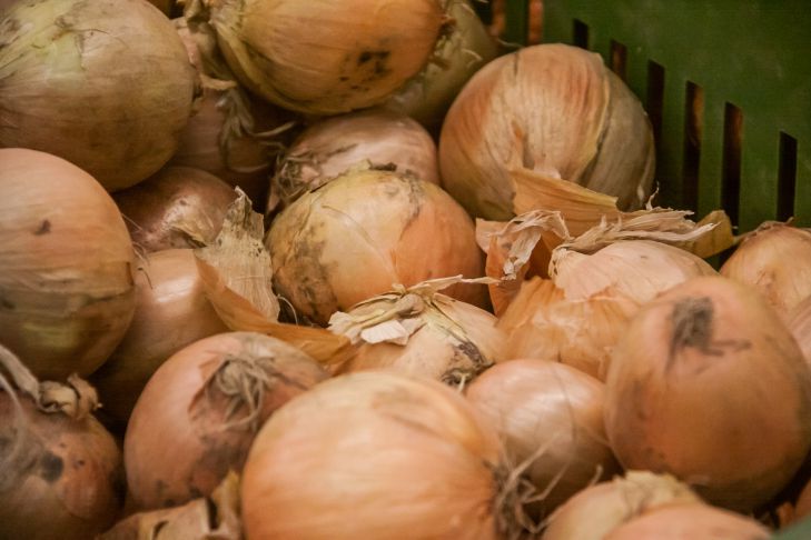 „Schädlinge werden verschwinden und der Boden wird besser“: Wie man Zwiebelschalen im Garten verwendet Glühbirnen
