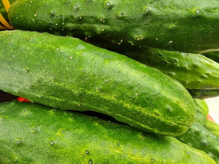 So bekämpfen Sie schwarze Blattläuse an Gurken: Den Schädling richtig loswerden Gurken