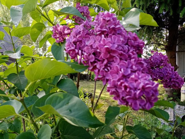 Welche Pflanzen unter Flieder gut wurzeln: Das weiß nicht jeder Blätter, Blumen
