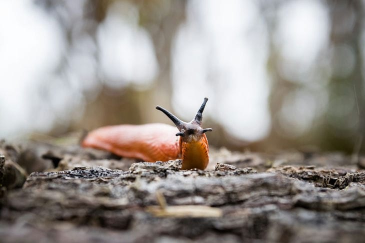 Die effektivsten Methoden, um Schnecken in Ihrem Garten loszuwerden: So schützen Sie Ihre Pflanzen schleimig