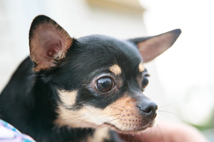 So gewöhnen Sie einen Hund schnell an Kleidung: Tipps eines Hundetrainers für einen komfortablen Spaziergang Hund