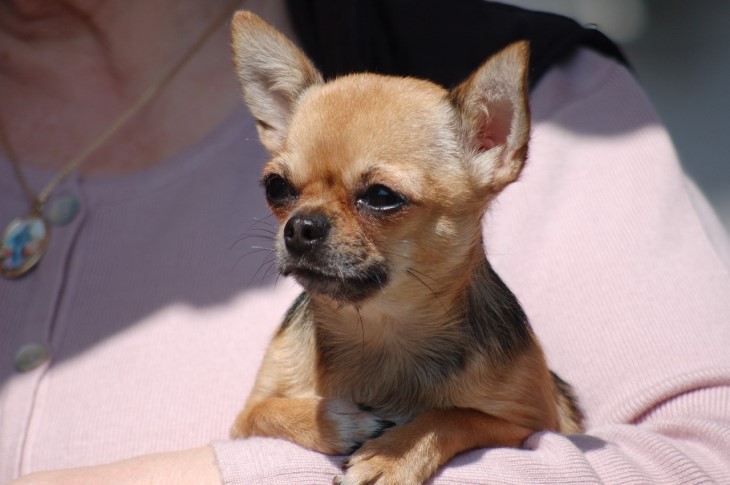 Warum kleine Hunde oft aggressiv sind: Wissenschaftler haben den Grund herausgefunden aggressiv