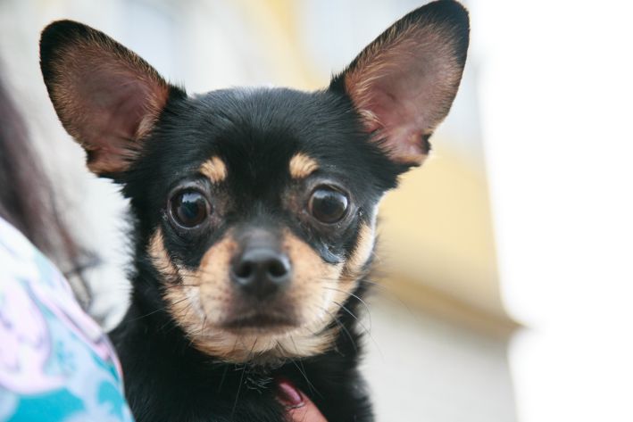 Wie man einem Hund Befehle beibringt: Fehler, die dazu führen, dass nichts funktioniert Hund