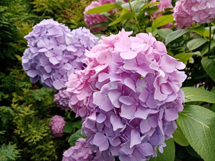 Zwei Eimer für einen Strauch: Diese Düngung sorgt für eine üppige Blüte der Hortensien die ganze Saison über – die Nachbarn werden staunen Hortensie