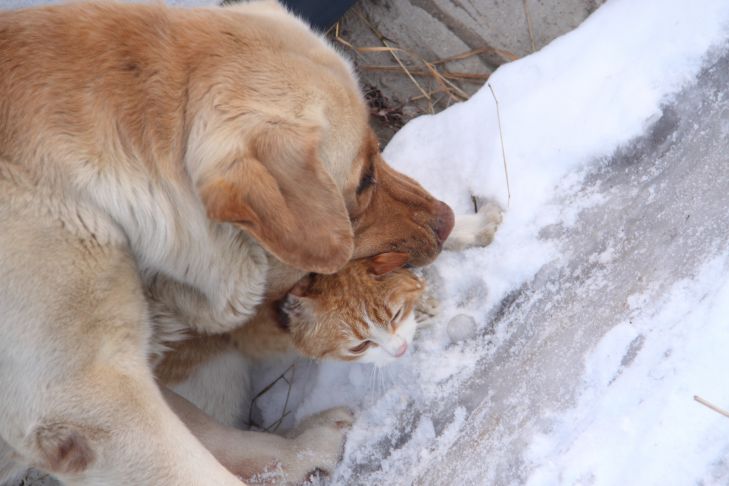 Wie man ein Kätzchen und einen Welpen gemeinsam großzieht: nützliche Tipps für Tierbesitzer Katze und Hund