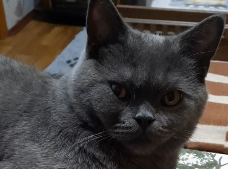 Warum trampelt eine Katze mit den Pfoten und schnurrt: 10 Gründe Katze