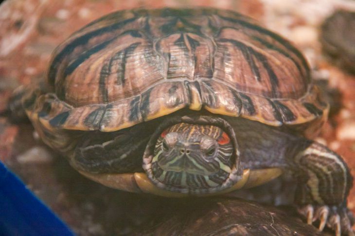 Warum die Schildkröte nicht frisst: 3 mögliche Gründe für die Verweigerung der Nahrungsaufnahme Schildkröte