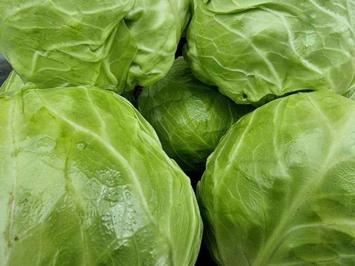 Damit die Kohlköpfe groß und kräftig bleiben: Volksrezepte für wirksamen Kohldünger Kohl