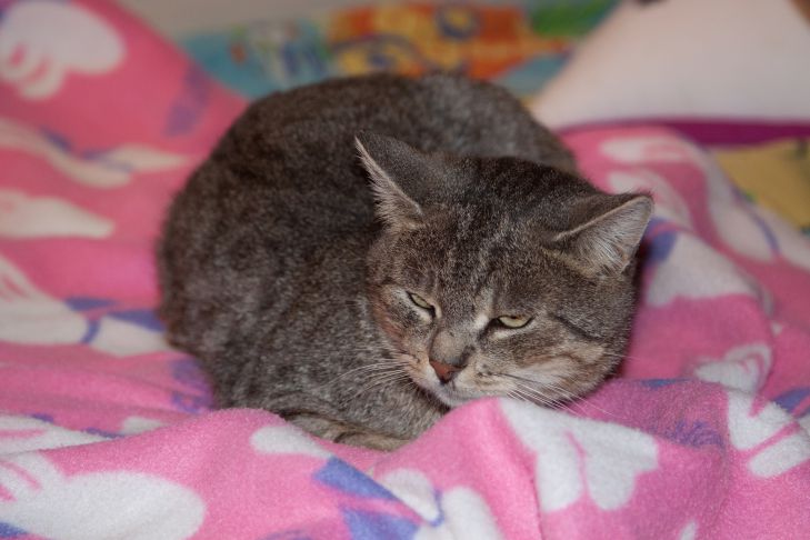 Warum Katzen im Dunkeln sehen: Es stellt sich heraus, dass viele Menschen es nicht wissen Katze