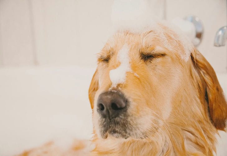Einen Hund waschen: Wie oft braucht ein Haustier Wasseraufbereitungen – wir verstehen die Feinheiten der Fellpflege Waschen