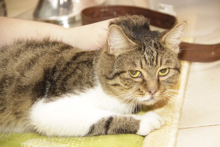 Wie Katzen auf Angst reagieren: Anzeichen, die es zu beachten gilt Katze