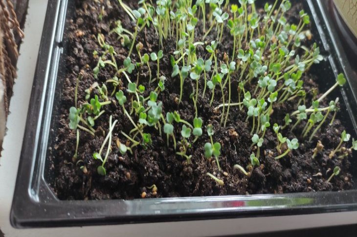 Starke Stängel und grüne Blätter: Wie man zu Hause Tomatensämlinge züchtet – ein Experte kennt die Antwort Sämlinge