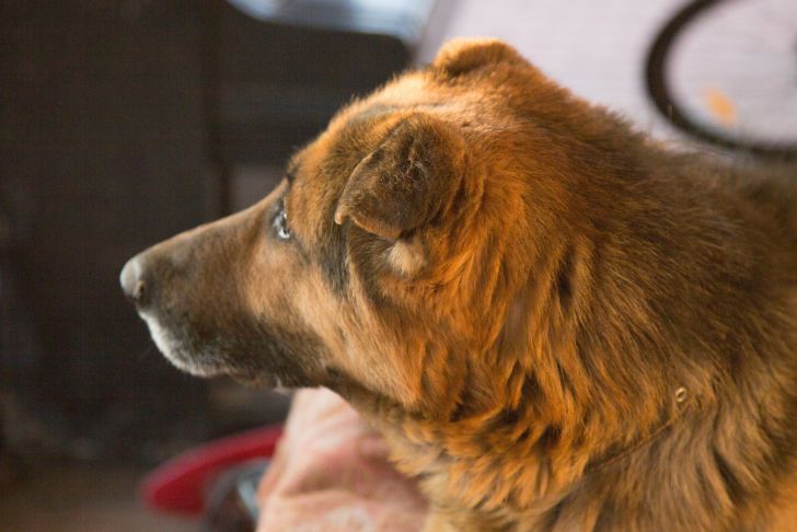 Pflege älterer Hunde: Wichtige Tipps von Experten Hund