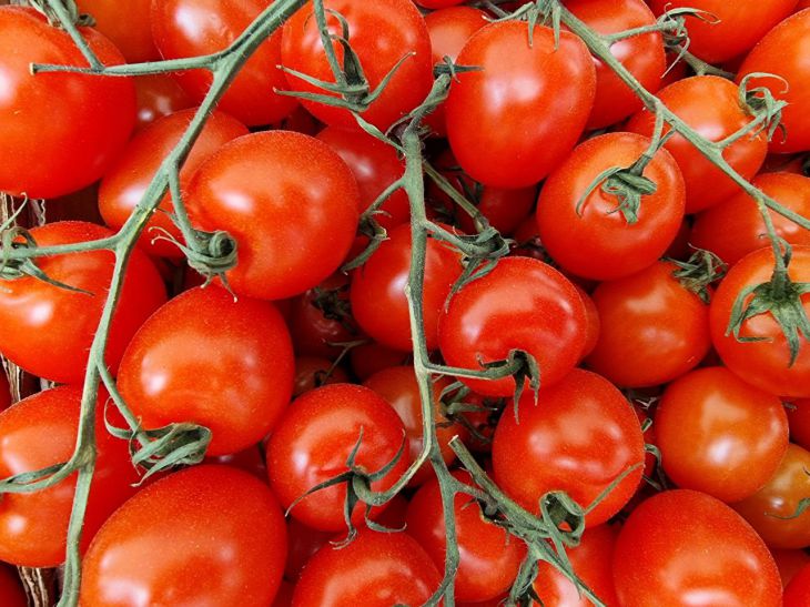 Ein Löffel Trockenhefe: Was Sie mit Tomaten für eine reiche Ernte tun müssen Tomate