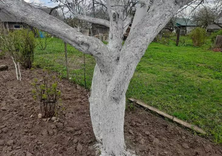 Welche Pflanzen können zwischen Bäumen im Garten gepflanzt werden: Sie können die Produktivität steigern Baum