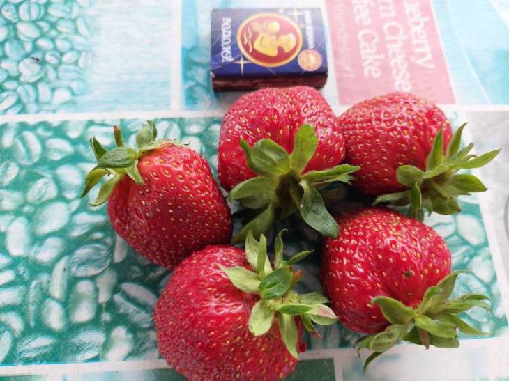 Die erste Frühjahrsfütterung von Erdbeeren sollte so ablaufen: Sonst fällt die Ernte aus Erdbeere