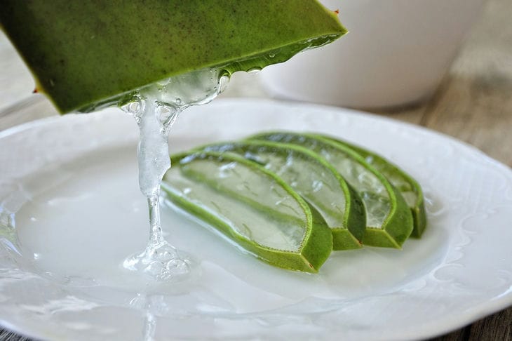 So „beleben“ Sie abgelaufene Blumensamen: ein Hinweis für Sommerbewohner Aloe