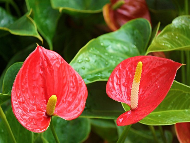So beschleunigen Sie die Blüte von Anthurien: Tipps, die helfen Blumen