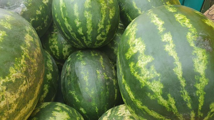 So züchten Sie große und süße Wassermelonen: Grundregeln für das Pflanzen und Pflegen Wassermelone