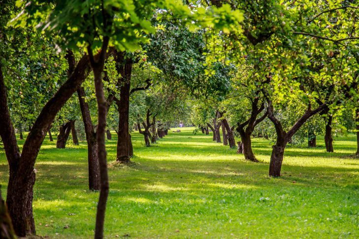 Warum Sie Wasserbeutel an Bäume hängen sollten: Eine effektive Gartenmethode Baum
