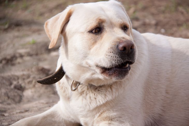 Warum ein Hund plötzlich anfängt, an den Pfoten zu kauen: Gründe, die nicht jeder kennt Hund