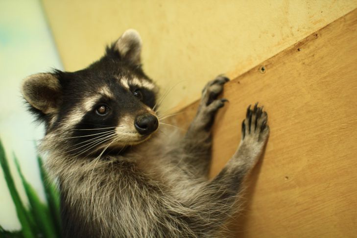 Gestreifter Scherz: Lohnt es sich, einen Waschbären zu Hause zu haben – alle Vor- und Nachteile Waschbär