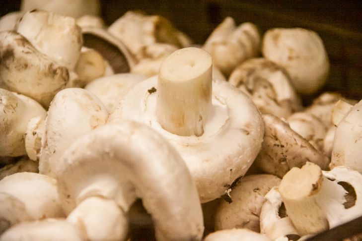 „Festliches Gericht“: Julienne mit Pilzen und Sauerrahm – bewährtes Rezept Pilze