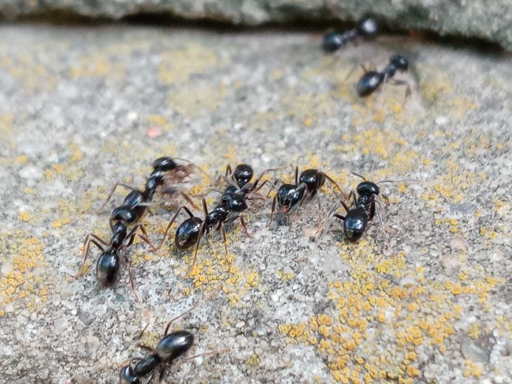 „Stopp, Schädlinge“: So entfernen Sie Ameisen effektiv aus dem Garten Ameisen