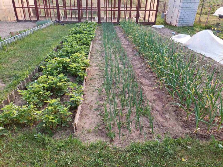 So werden Sie Drahtwürmer im Garten für lange Zeit los: wirksame Bekämpfungsmethoden Garten