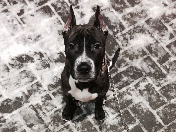 „Runter mit dem Dreck“: So halten Sie Ihren Hund beim Gassigehen sauber – Tipps für Besitzer Hund