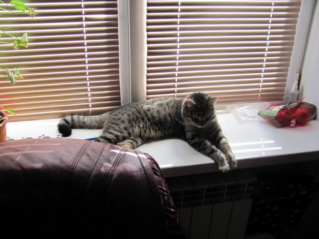 So entwöhnen Sie eine Katze davon, mit Blumen auf einer Fensterbank zu laufen: Ratschläge, die für Besitzer nützlich sind Katze