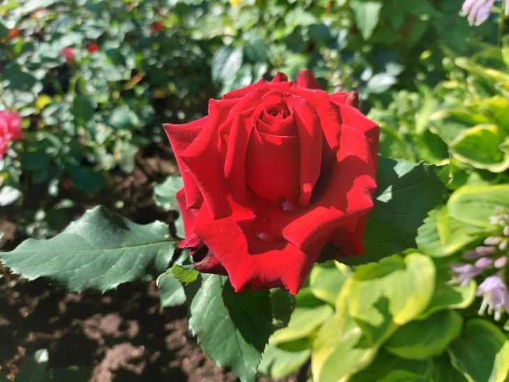 So stellen Sie Rosenbüsche wieder her, die nicht gut überwintert haben: wirksame Methoden Rosen