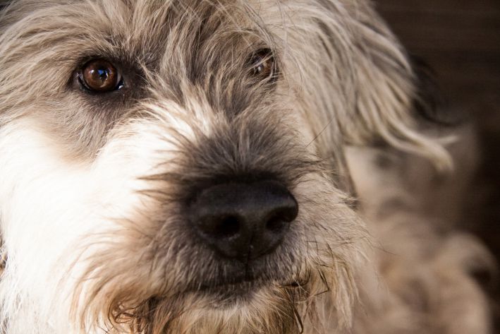 Warum Hunde Angst vor dem Schwimmen haben: eine unerwartete Erklärung von Experten Hund