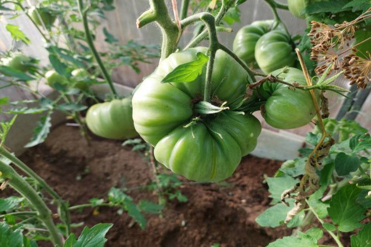 Es wird keine Ernte geben: 4 Pflanzen, die auf keinen Fall neben Tomaten gepflanzt werden können Tomaten