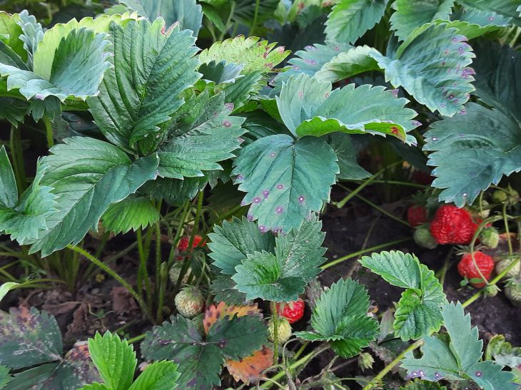 Gießen Sie im Frühjahr den Ascheaufguss über die Erdbeeren: Es entsteht ein „Meer“ aus Beeren Erdbeere