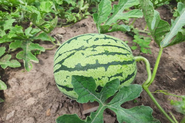 „Die Ernte wird reich sein“: Wie man Wassermelonen und Melonen füttert – die beste Fütterung Wassermelone
