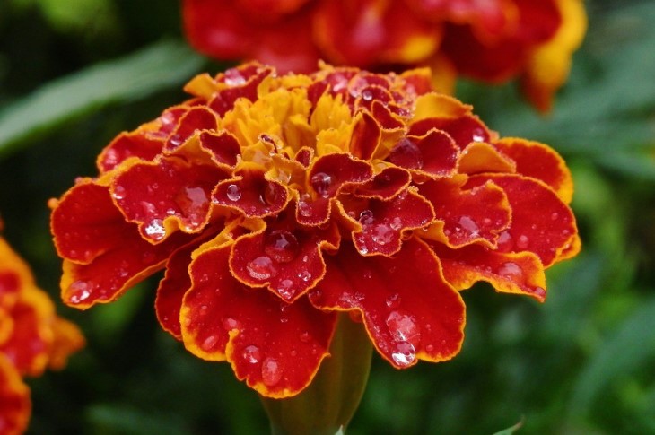 Warum erfahrene Gärtner Ringelblumen neben Rosen pflanzen: Nur wenige kennen das Geheimnis Ringelblume