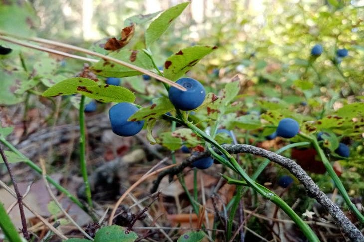 So verhindern Sie Blutgerinnsel in Blutgefäßen: Welche Lebensmittel sollten Sie essen? Blaubeere