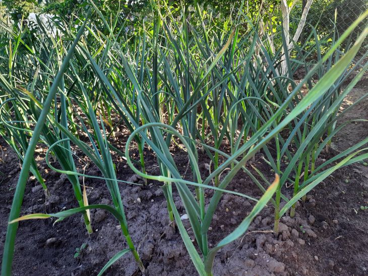 Ist es möglich, Zwiebeln und Knoblauch im selben Beet zu pflanzen: Welche Pflanzen sollten für eine bessere Ernte gepflanzt werden? Knoblauch