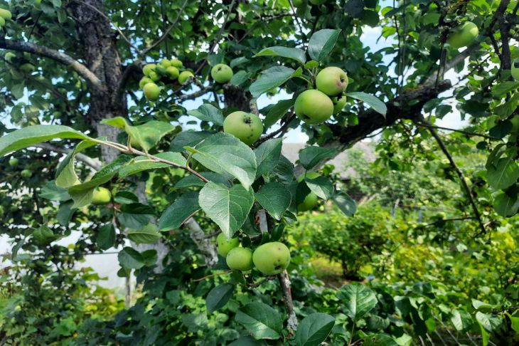 Warum keine Äpfel und Birnen geerntet werden: Denken Sie daran, was mit den Bäumen zu tun ist Baum