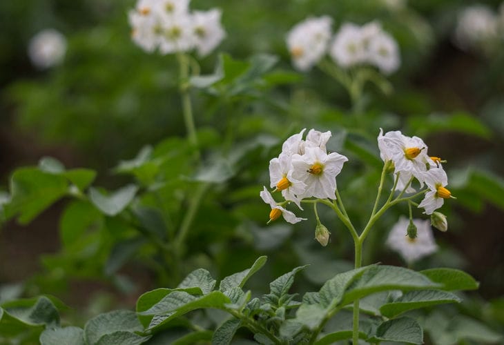 Ist es notwendig, Blumen von Kartoffeln zu pflücken: Was Gärtner sagen Kartoffel