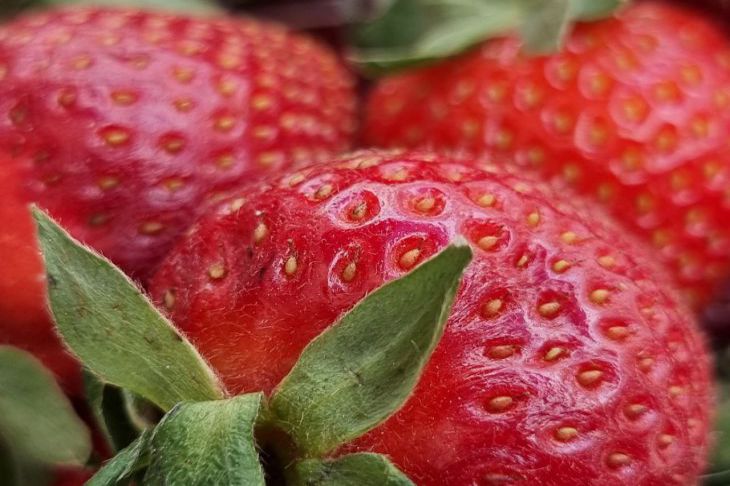 Welche zwei Kulturen sollten nicht neben Erdbeeren gepflanzt werden: Sie können die Ernte vergessen Erdbeere