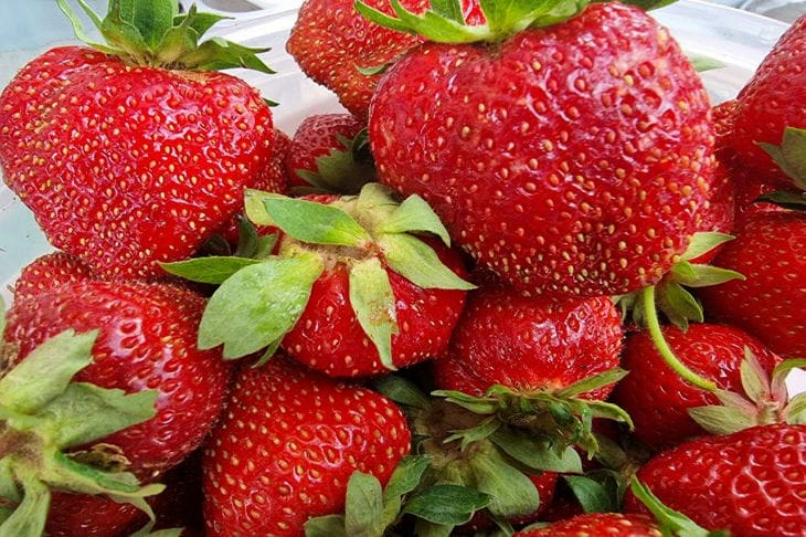 Geheimnisse einer reichen Ernte: effektive Fütterung Ihrer Erdbeeren Erdbeere